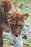 Jeune lion (Panthera leo), Namibie, Afrique