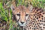 Gepard (Acinonyx Jubatus), Namibia, Afrika