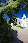 Grapes and church, Santorini, Cyclades, Greek Islands, Greece, Europe