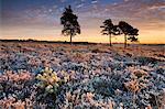 Gel couvert de landes dans le Parc National New Forest, Hampshire, Angleterre, Royaume-Uni, Europe