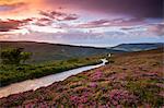 Country lane winds downhill through flowering heather clad moorland, Exmoor National Park, Somerset, England, United Kingdom, Europe