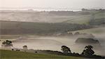 Vaches laitières paissent dans les terres agricoles brumeux près de Crediton, Mid Devon, Angleterre, Royaume-Uni, Europe