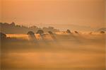 Misty dawn dans des domaines autres Crediton, Devon, Angleterre, Royaume-Uni, Europe