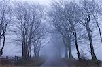 Matin d'hiver brumeux dans une arborescence bordée lane près de Northmoor Common, Parc National d'Exmoor, Somerset, Angleterre, Royaume-Uni, Europe