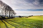 Beech tree hedge in Exmoor National Park, Devon, England, United Kingdom, Europe