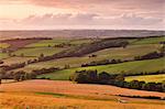 Pâturage des moutons et récolte des champs près de Stockleigh Pomeroy, mid Devon, Angleterre, Royaume-Uni, Europe