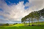 Hêtre antique couvrir dans un champ dans le Parc National d'Exmoor, Somerset, Angleterre, Royaume-Uni, Europe