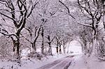 Bordée d'arbres chemin de campagne chargé de neige, Exmoor, Somerset, Angleterre, Royaume-Uni, Europe