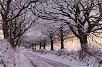 Tree lined country lane laden with snow, Exmoor, Somerset, England, United Kingdom, Europe