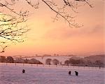 Sheep graze in a snow covered field beneath a fiery dawn sky, Exmoor, Somerset, England, United Kingdom, Europe