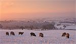 Moutons paissent sur neige couverte de champs à l'aube, Exmoor, Somerset, Angleterre, Royaume-Uni, Europe