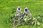 Tufted gray langurs (semnopithecus priam), Anuradhapura, Sri Lanka