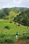Cueilleurs de thé femmes tamoule, plantation de thé près de Nuwara Eliya, Sri Lanka, Asie