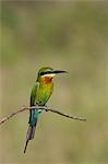 Blue-tailed Bee-eater (Merops philippinus), Uda Walawe National Park, Sri Lanka, Asia