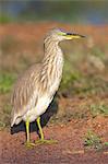 Indian Teich Heron (Ardeola Grayii), Yala Nationalpark in Sri Lanka, Asien