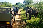 Asiatic tusker elephant (Elephas maximus maximus), close to tourists in jeep, Yala National Park, Sri Lanka, Asia