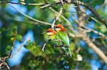 Chestnut-headed bee-eater (merops leschanaulti), Yala National Park, Sri Lanka, Asia