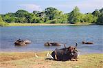 Domestic Asian water buffalo (bubalus bubalis) and egrets, Yala National Park, Sri Lanka, Asia