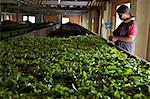 Frau Teeblätter trocknen am Geragama-Teeplantage in der Nähe von Kandy, Sri Lanka, Asien