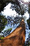 Giant Redwood (Sequoiadendron Giganteum), Royal Botanic Gardens, Kew, London, England, Vereinigtes Königreich, Europa