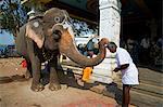 Bénédiction de l'éléphant, le temple de Sri Jambukeshwara, Tiruchirappalli (Trichy), Tamil Nadu, Inde, Asie