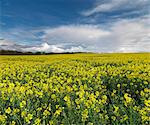 A beautiful spring view showing a rape field near Morston, Norfolk, England