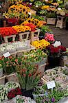 Stand de fleur, Bloemenmarkt, Amsterdam, Hollande, Europe