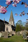 Baslow Parish Church and spring cherry blossom, Derbyshire, England, United Kingdom, Europe