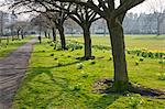 Jonquilles sur le chien errant, Harrogate, North Yorkshire, Angleterre