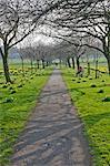 Jonquilles sur le chien errant, Harrogate, North Yorkshire, Angleterre