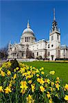 St. Paul's Cathedral with daffodils, London, England, United Kingdom, Europe