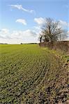 Field of young winter wheat seedlings and hedgerow, Wiltshire, England