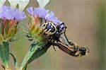 Crab spider (Synema globosum) with bumblebee, bumble bee, bee scarab beetle (Eulasia vittata) prey, Lesbos, Greece