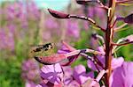 Marmalade hoverfly (Episyrphus balteatus) resting on Rosebay willowherb (Epilobium angustifolium), Wiltshire, England