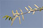 Bird cherry tree (Prunus padus Watereri) flowering branch against blue sky, Parade gardens, Bath, England, United Kingdom, Europe