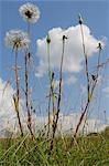 Aruncus voyantes (Jack aller au lit à midi) (salsifis Meadow) (Tragopogon pratensis) inflorescence horloges et les fleurs fermées, Wiltshire, Angleterre, Royaume-Uni, Europe