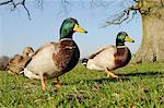 Two Mallard drakes (Anas platyrhynchos) and a duck approaching on grass, Wiltshire, England, United Kingdom, Europe