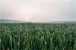 Foggy field of tall grass