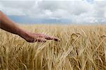 Gros plan des mains dans les hautes herbes