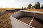 Container of grain on cattle farm