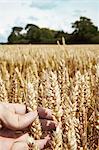 Close up of hand holding wheat stalks