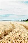 Paths carved in field of tall wheat