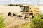 Thresher working in crop field