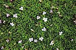 Flowering groundcover