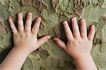 Toddler's hands touching tree bark