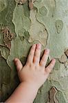 Toddler's hand touching tree bark