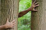 Child's hands touching tree trunks