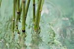 Prêle (Equisetum hyemale) immergé dans l'eau