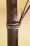 Bamboo, close-up