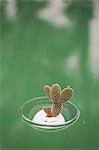 Cactus (Opuntia dicrodasys) in bowl, floating on water